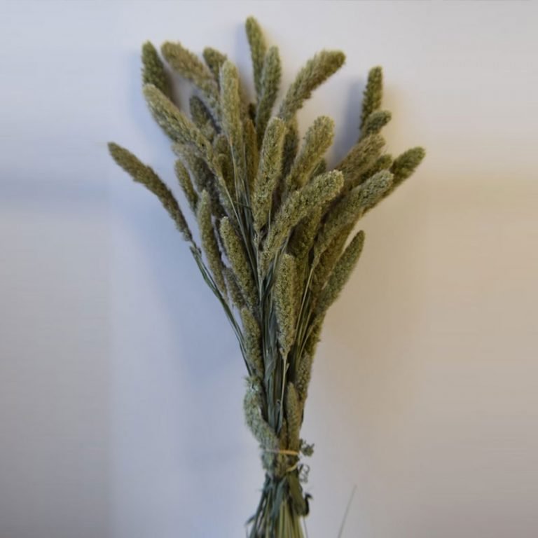 Highest Quality Dried Flowers USA Dried Flowers